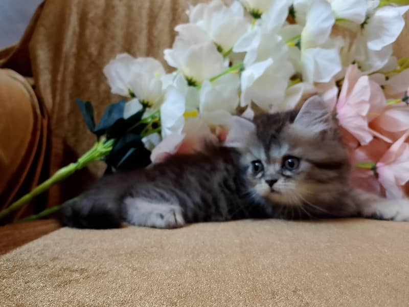 KITTENS  2