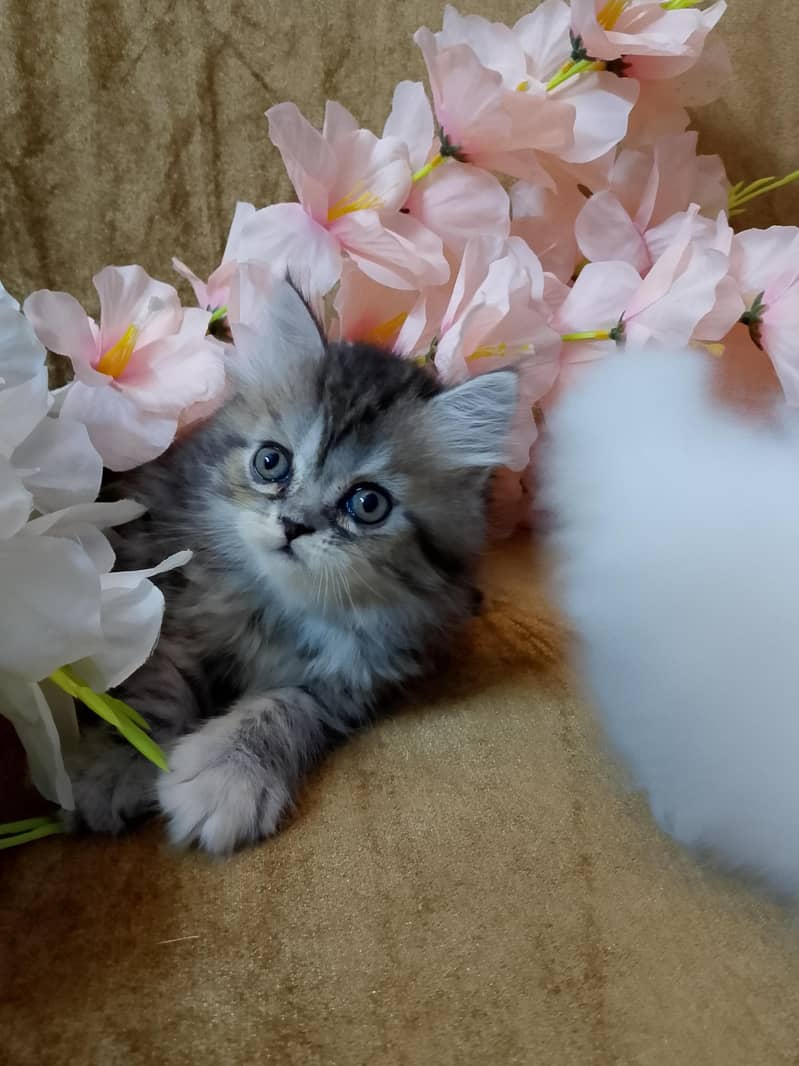 KITTENS  3