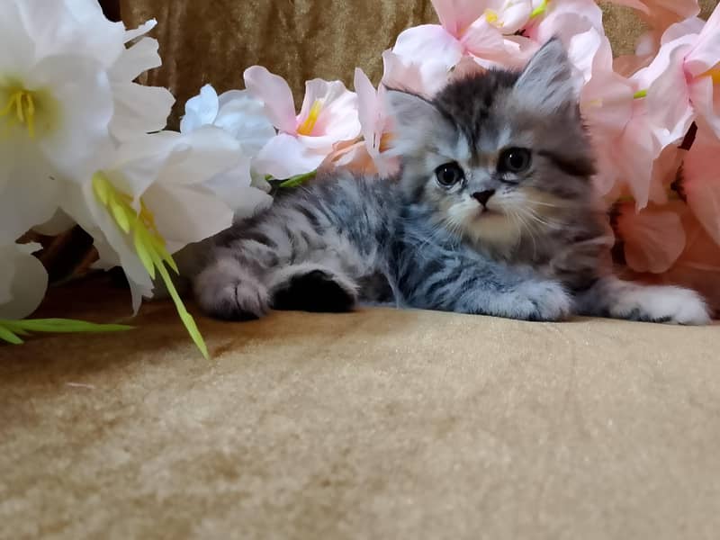 KITTENS  4