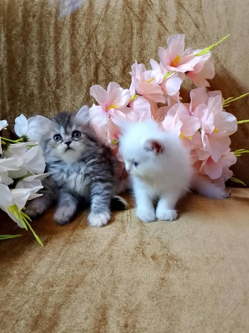 KITTENS  5