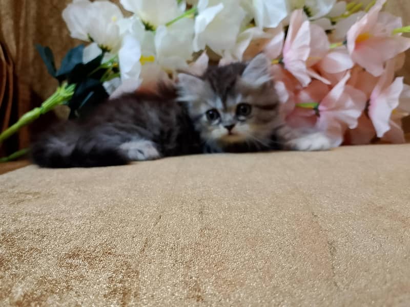 KITTENS  6