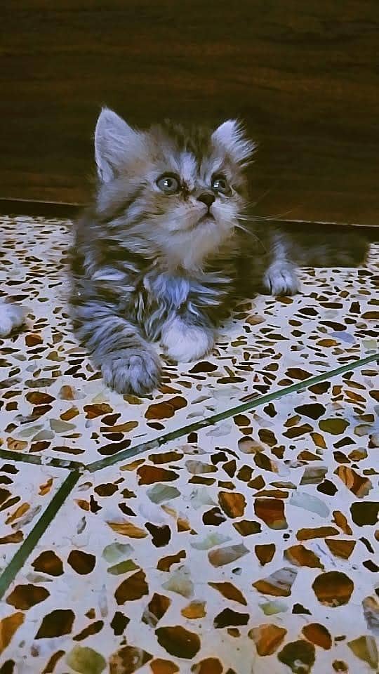 KITTENS  7