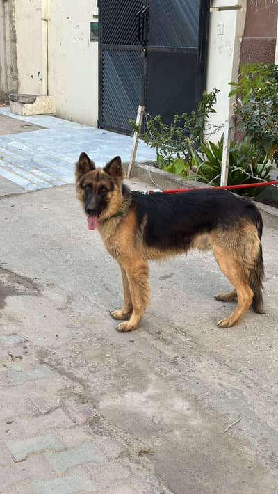 German shepherd