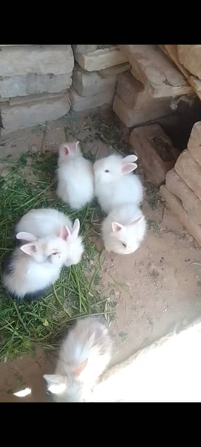 rabbit