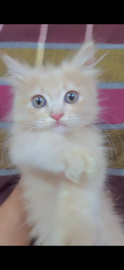 Tripple coated persian Kittens
