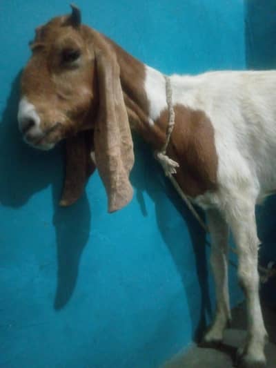 kamori bakri big long size heat py