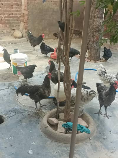 heritage australorp chickens