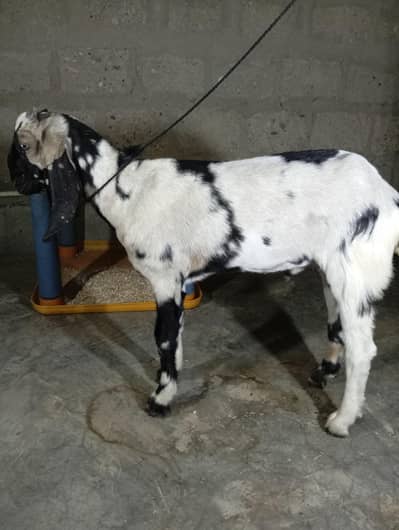 Bakra