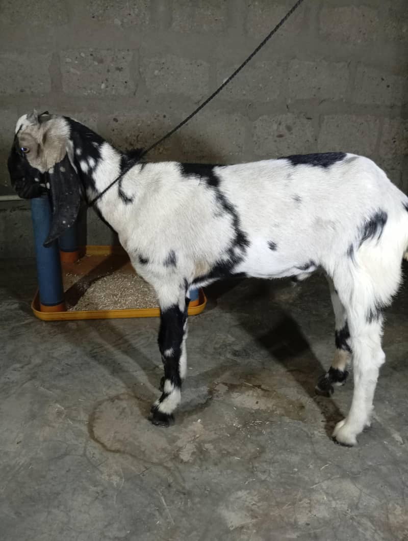 Bakra 0