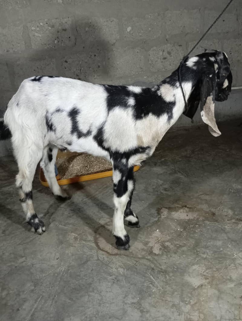 Bakra 1