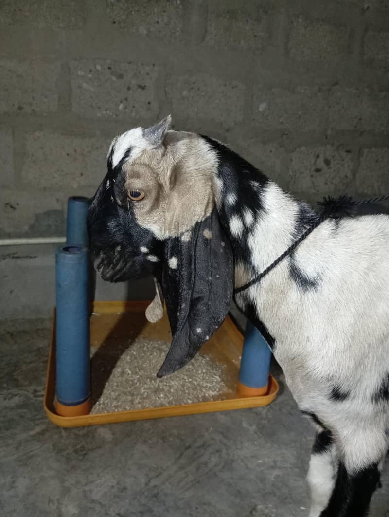 Bakra 2