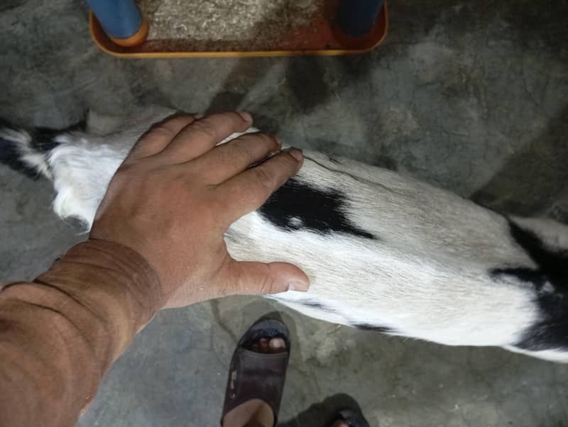 Bakra 3
