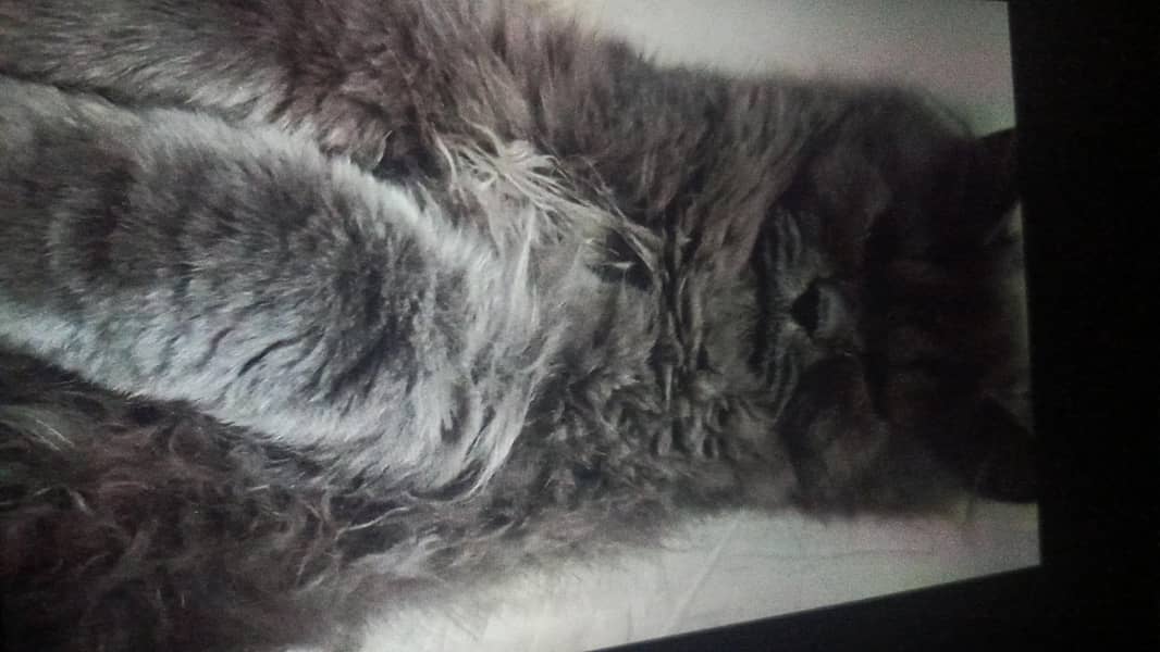 cute cat 1