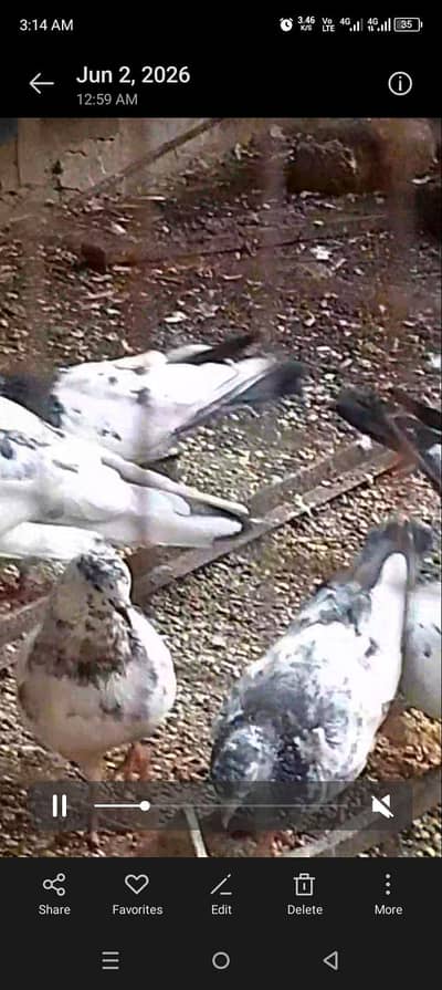 ferozpuri Ali waly lakhy  13 breeder jory for sell