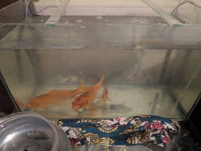 Aquarium with fishes