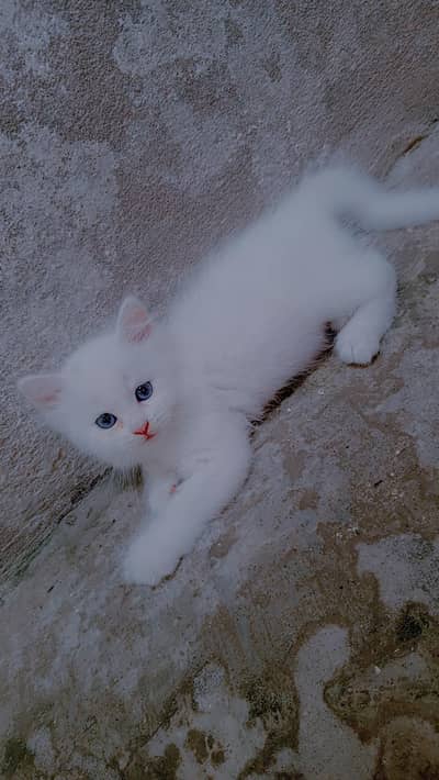 white blue eyes triple Cort persion kittens available