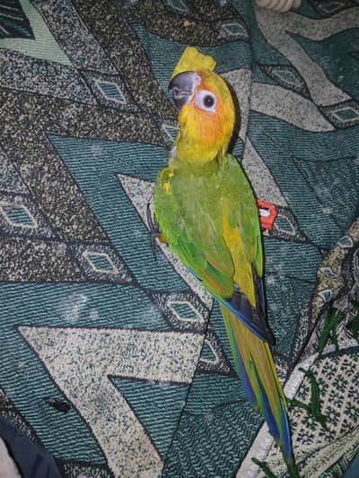 sun conure for sale with free cage