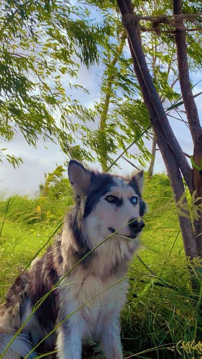 husky