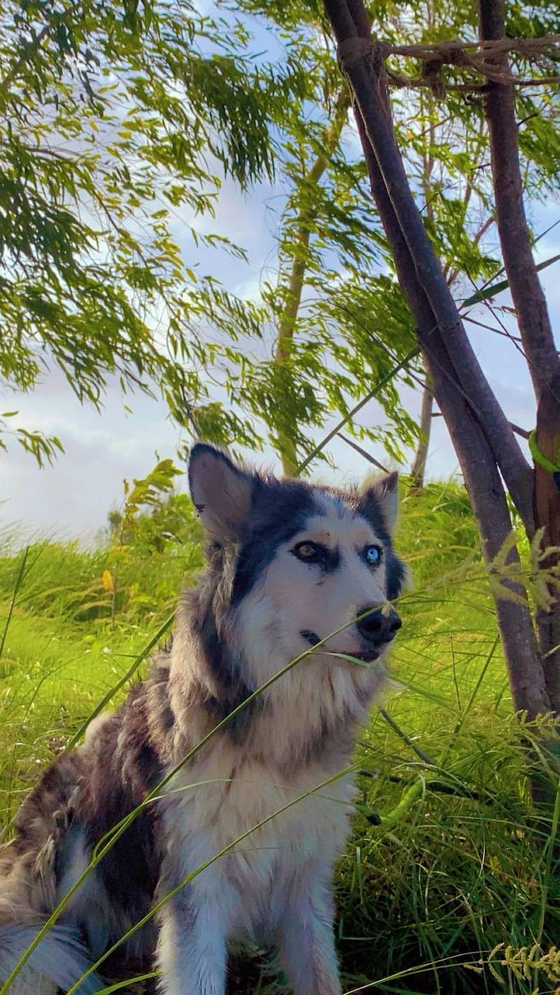 husky 0