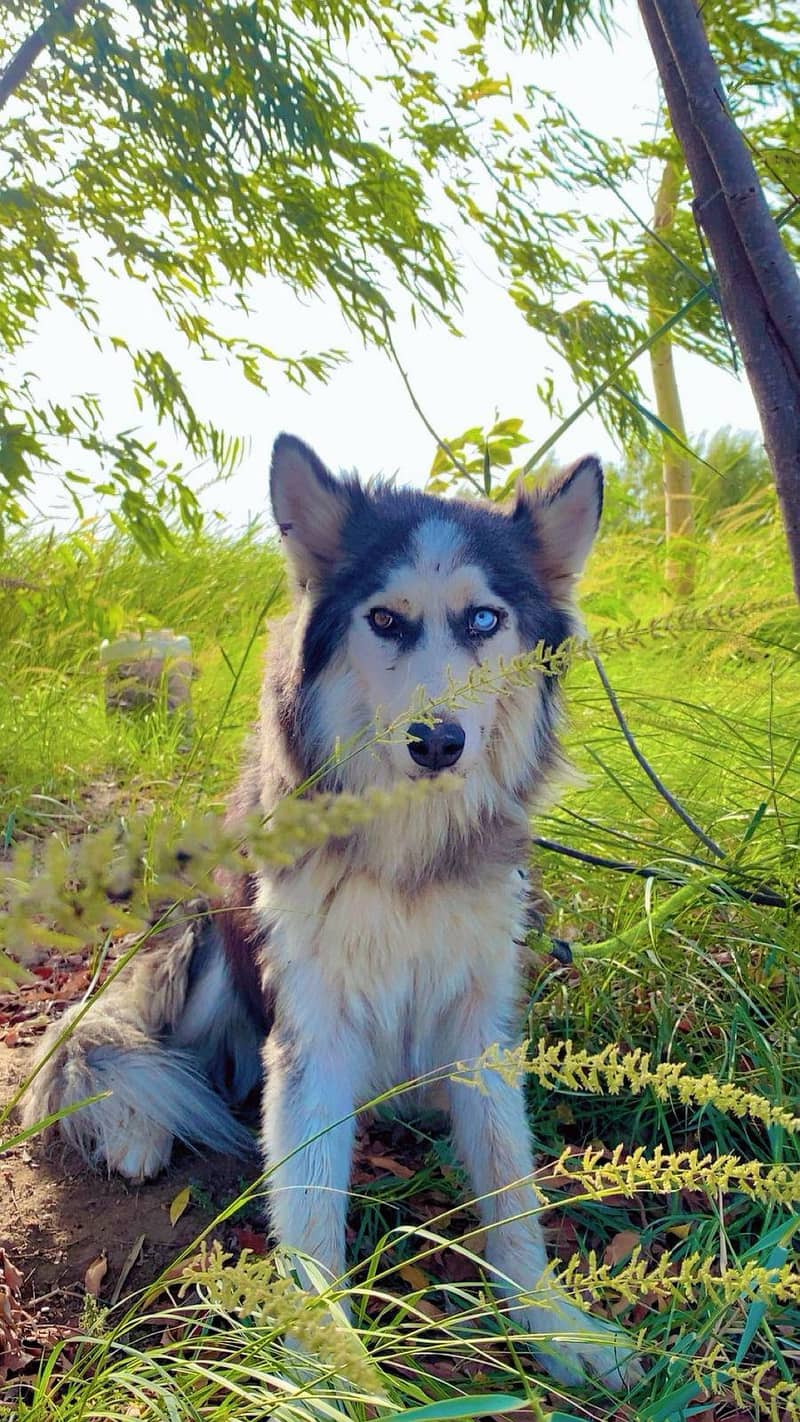 husky 1