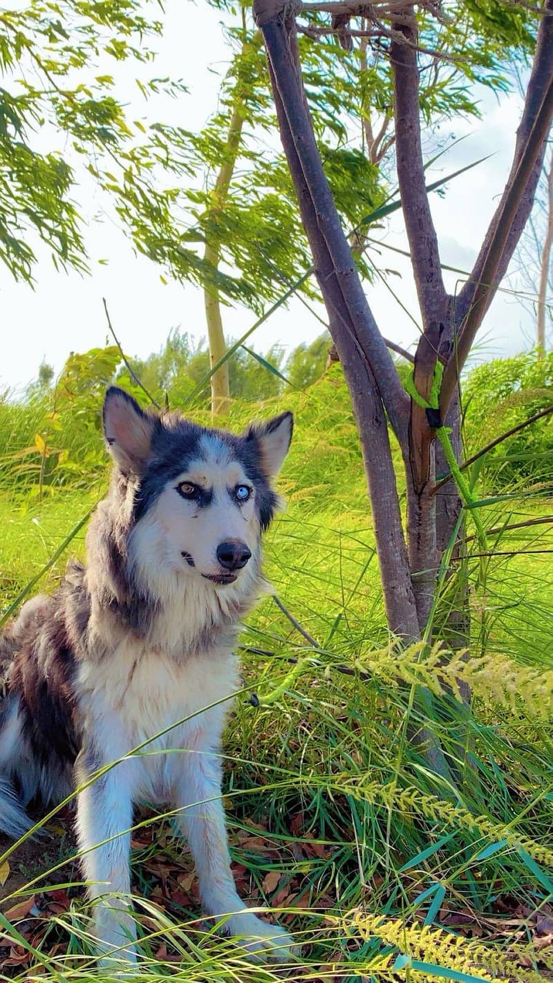 husky 2