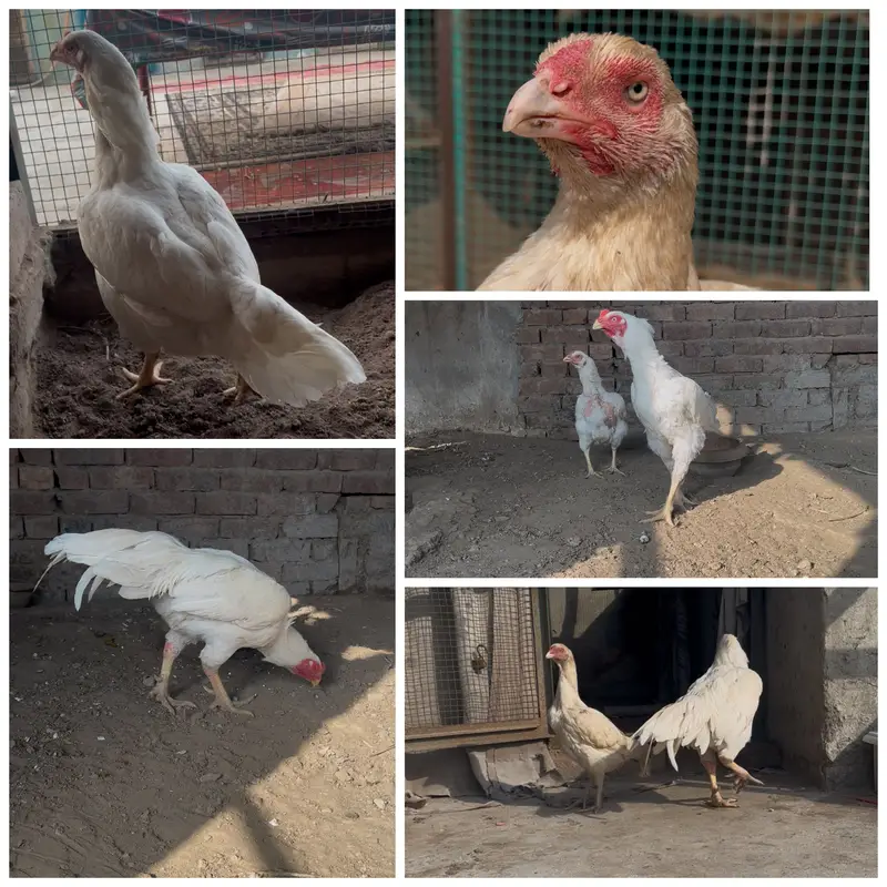 Top quality Pure Aseel heera breed
