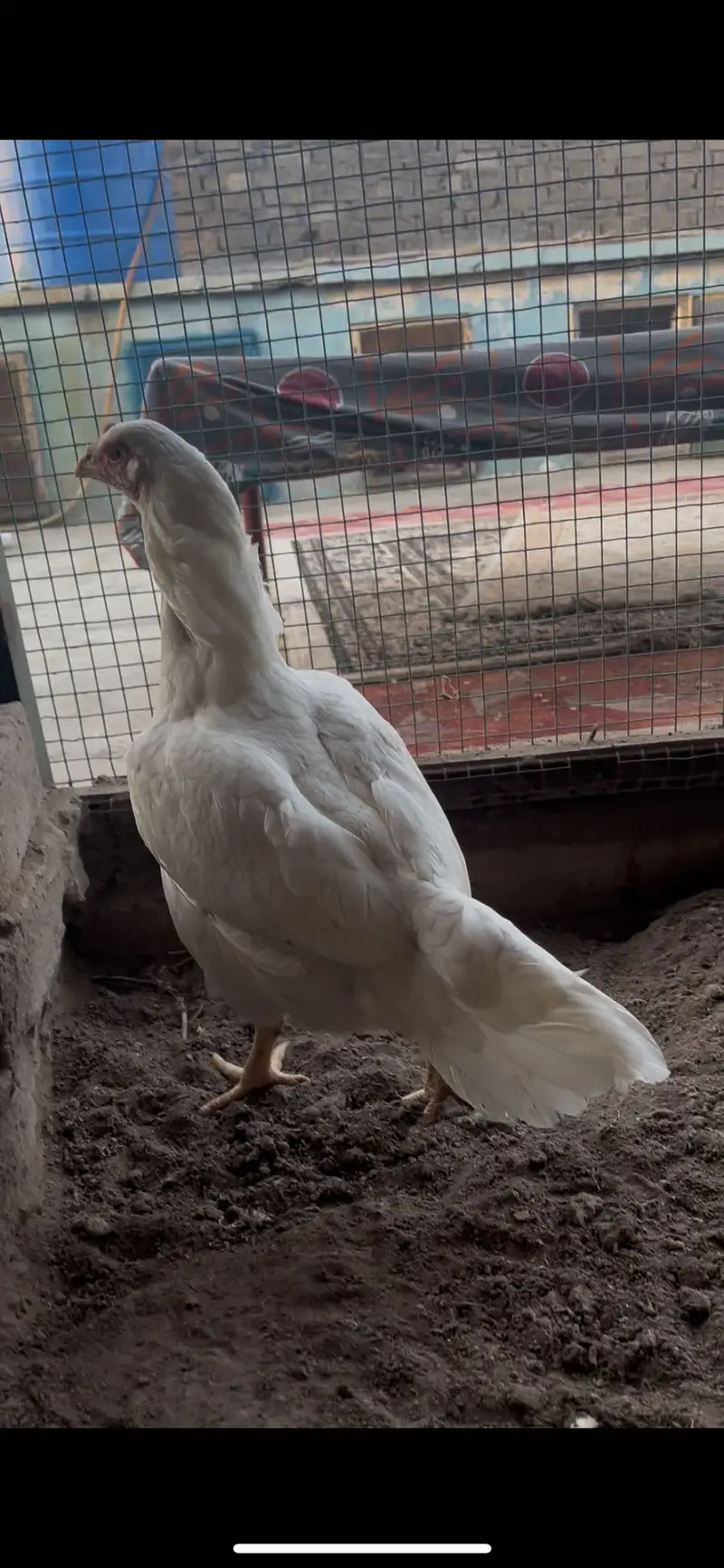 Top quality Pure Aseel heera breed — photo 2