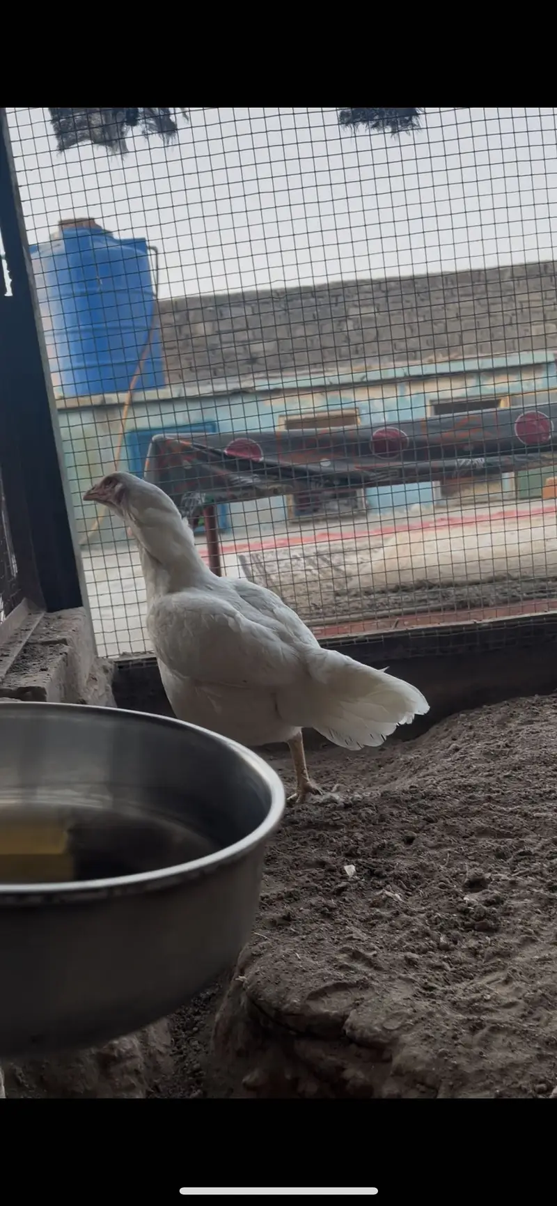 Top quality Pure Aseel heera breed — photo 5