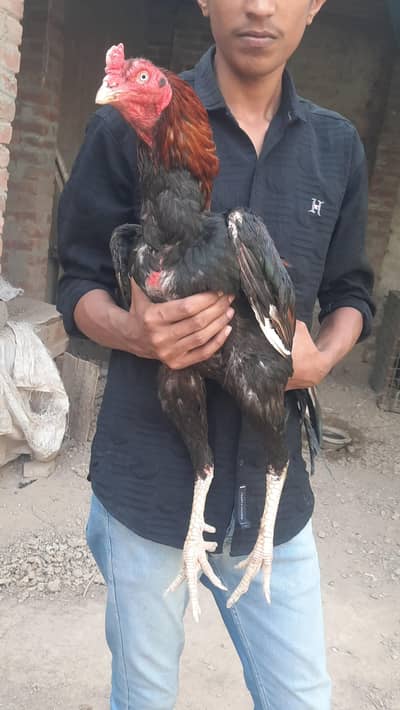 Nawab wala Pakistani 