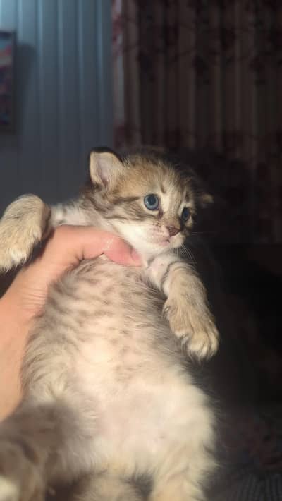 persain cat baby
