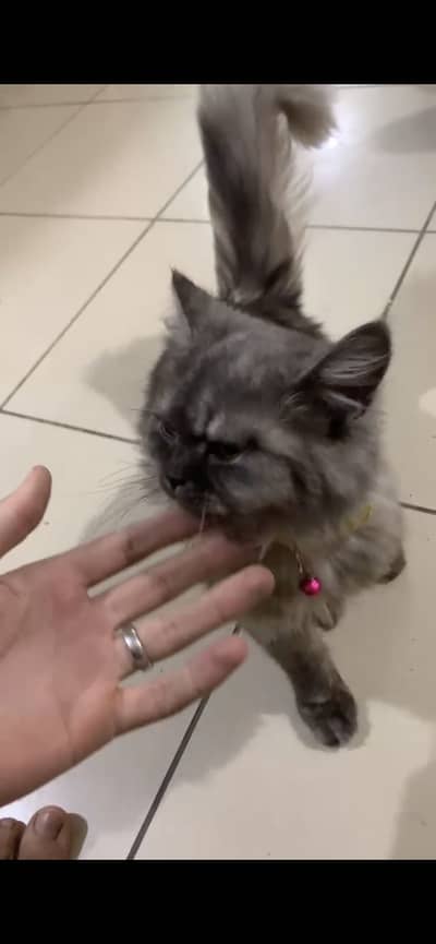 Double coat cat female