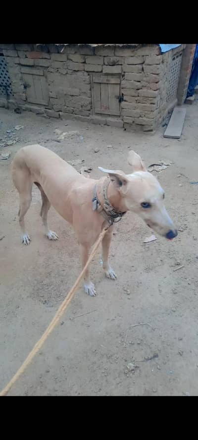 greyhound