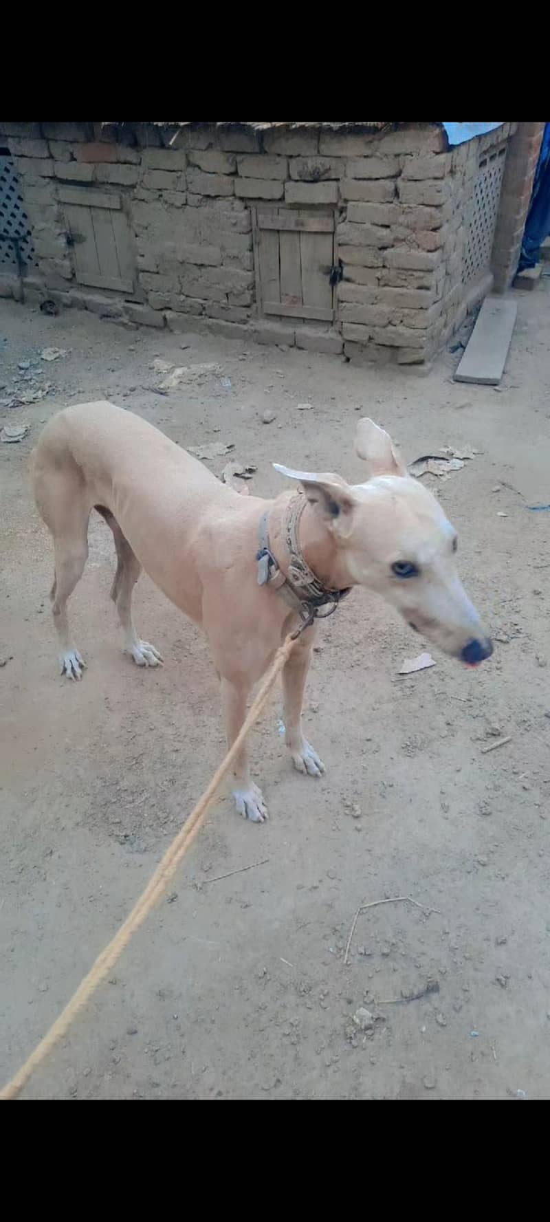 greyhound 0
