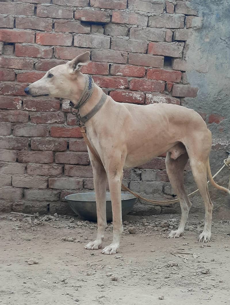 greyhound 1