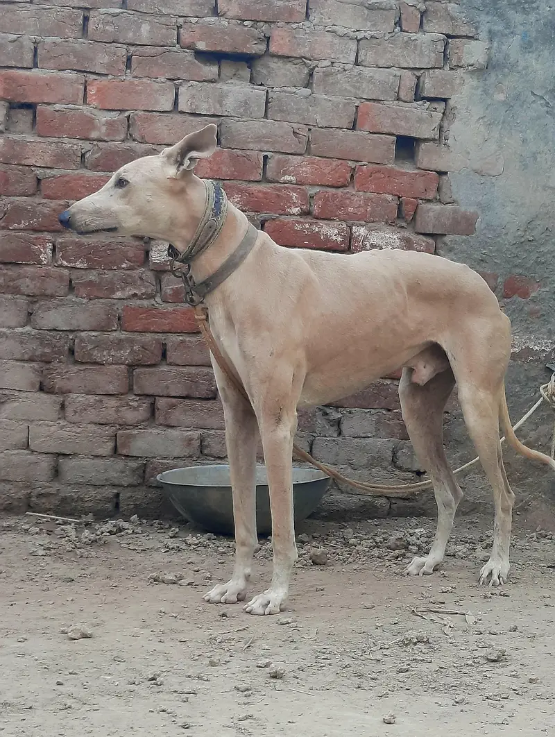 greyhound — photo 2