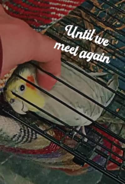 Tamed cocktail parrot - 5 years old