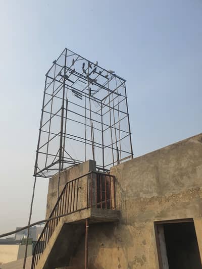 pigeon jaal urgent sale 03234099449