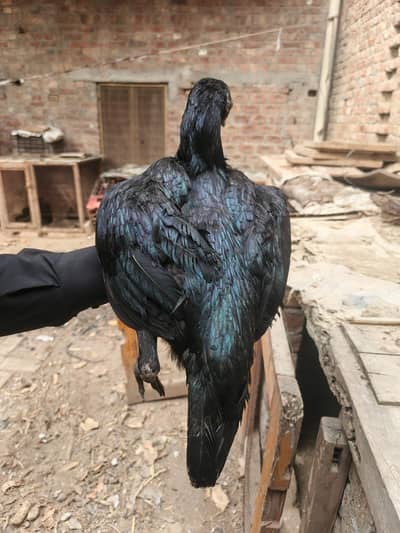 Pure Dragon  Female Aseel  Healthy & Active