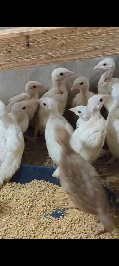 White Chakor Chicks