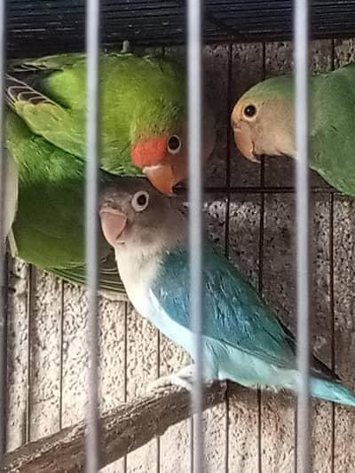 Lovebirds cocktail