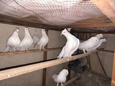 American Fantail Lakha Kabootar