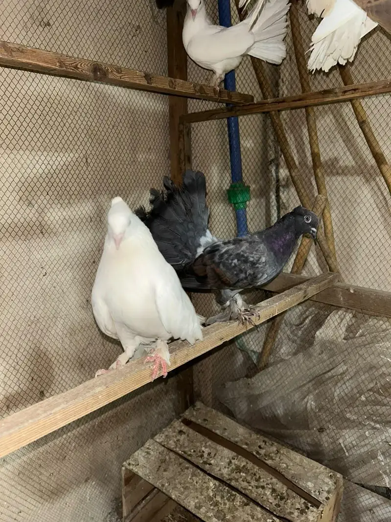 American Fantail Lakha Kabootar Pair — photo 3