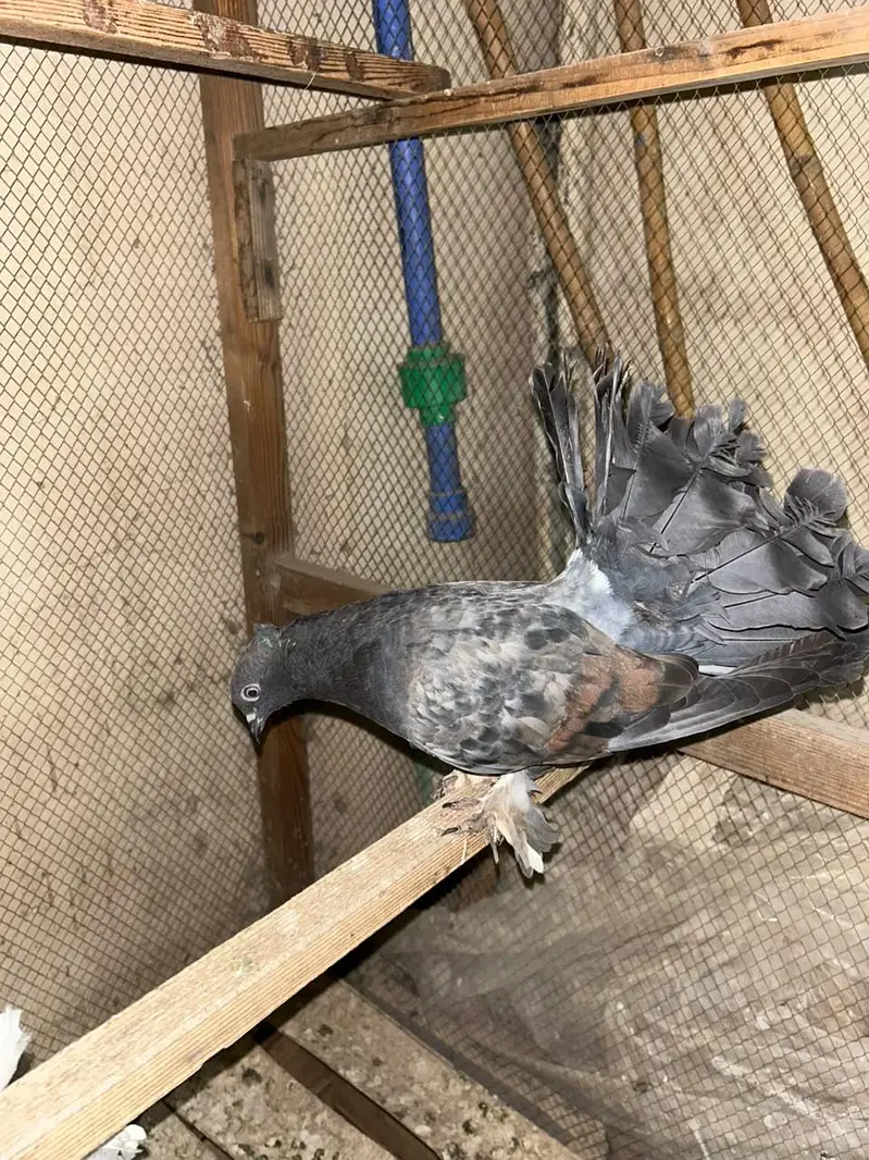 American Fantail Lakha Kabootar Pair — photo 8