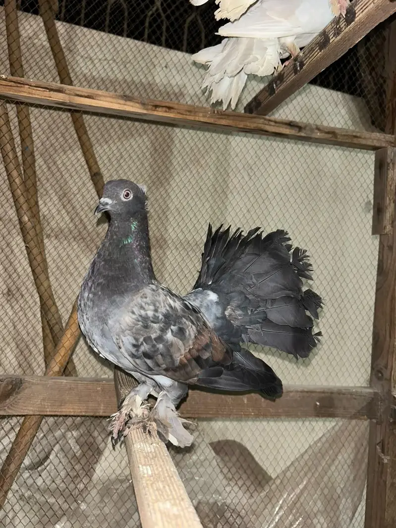 American Fantail Lakha Kabootar Pair — photo 9