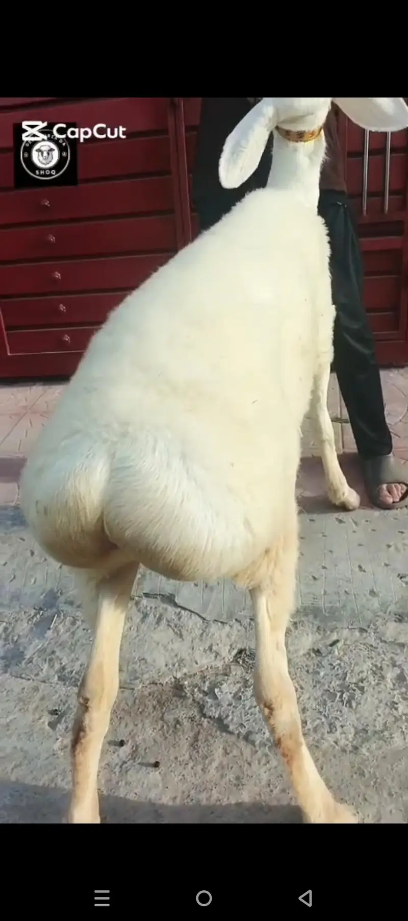 Pure Talagangi Gulabi breed — photo 3