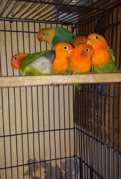 love bird oppline