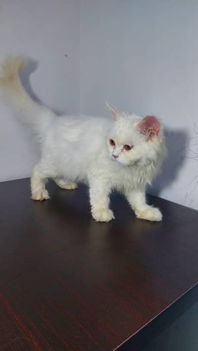 Persian Cat 7 months old