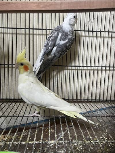 Cockatiel pair and other parrots including cage