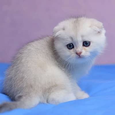 Scottish Fold Kittens