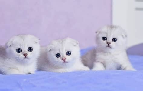 Scottish Fold Kittens